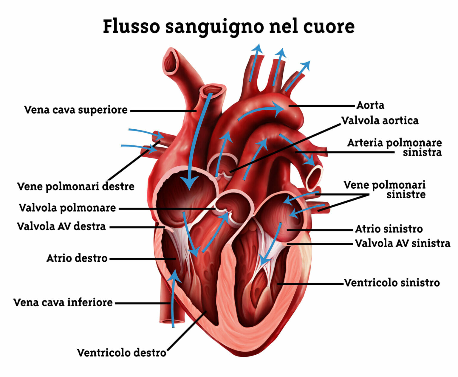 Soffio al cuore: quando preoccuparsi | centromedicoponticello.it