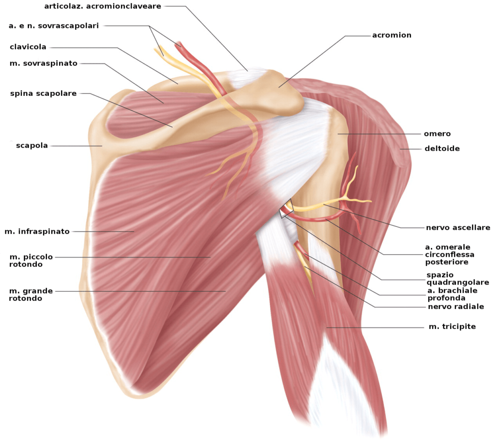 anatomia-spalla